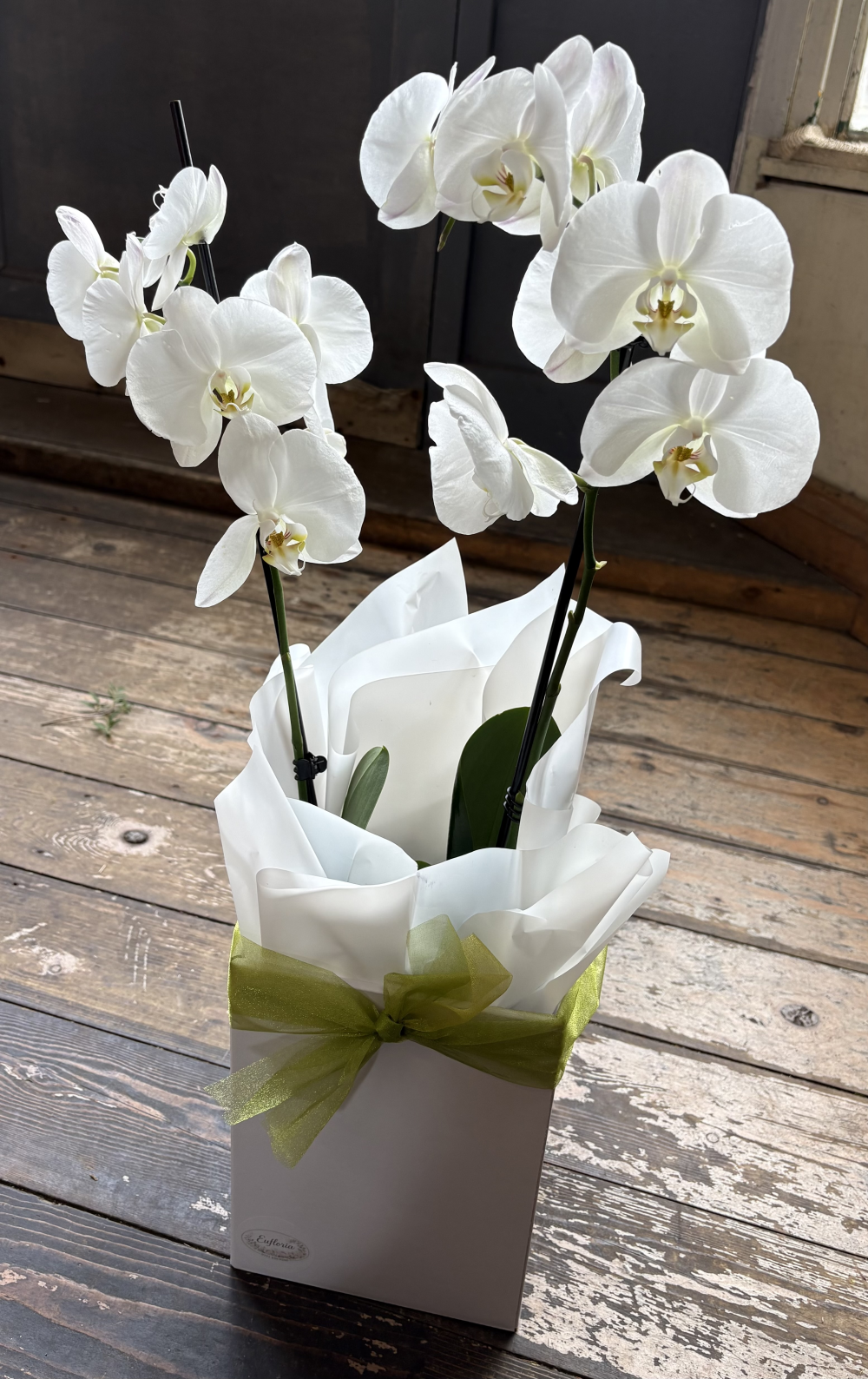 White Orchid
