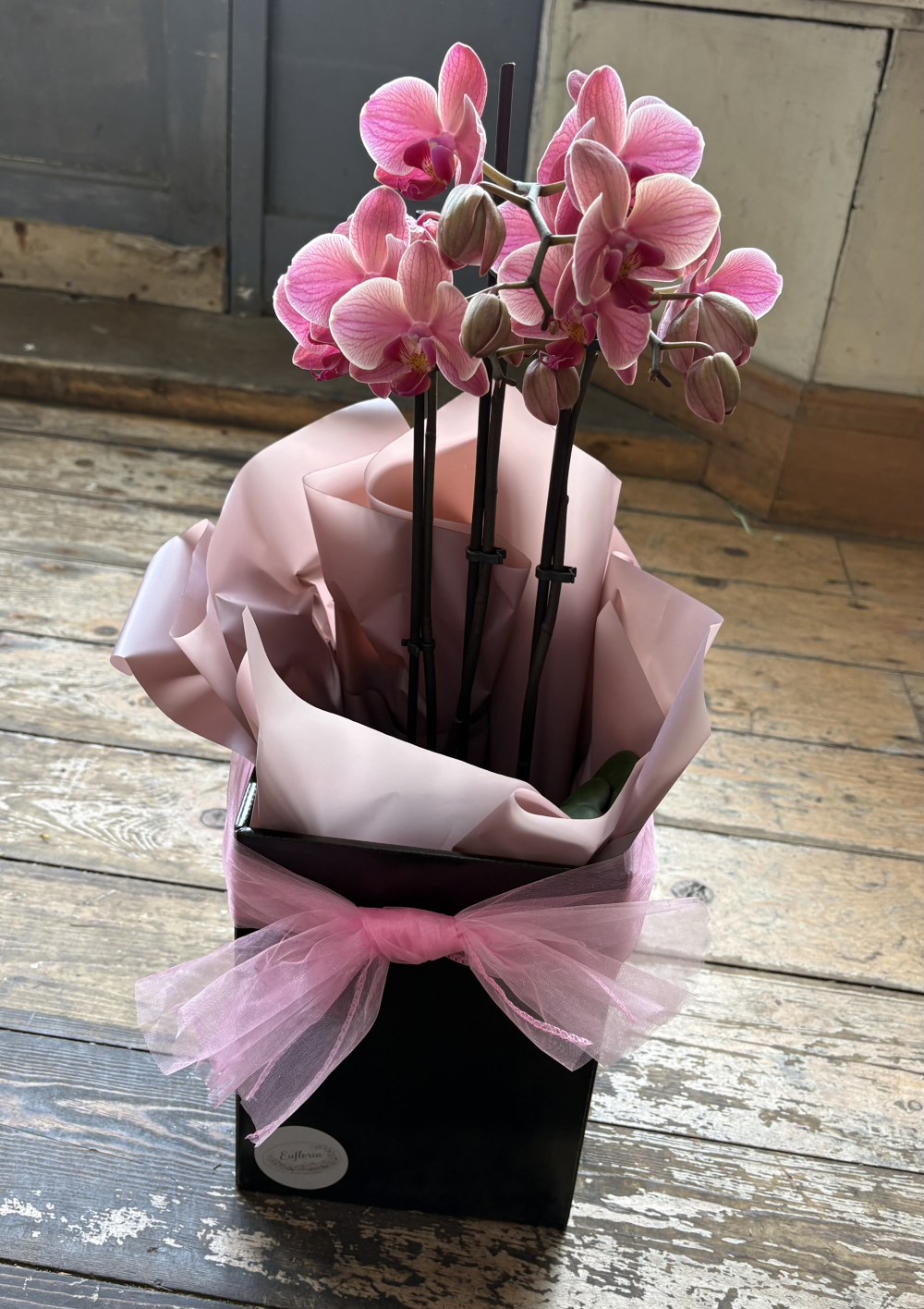 Pink Orchid