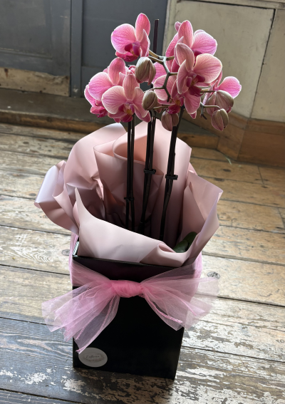 Pink Orchid - Pink Orchid plant beautifully presented in a box with a bow