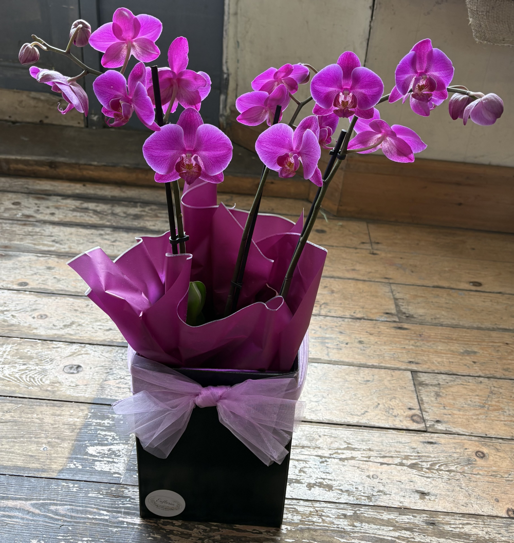 Purple Orchid